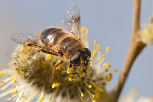 Eristalis tenax (Syrphidae)  - Eristale gluante, Mouche pourceau Nord [France] 20/03/2011 - 20m