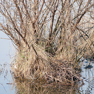 Fulica atra (Rallidae)  - Foulque macroule - Common Coot Nord [France] 20/03/2011 - 20m