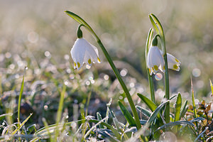 Leucojum vernum (Amaryllidaceae)  - Nivéole de printemps, Nivéole printanière - Spring Snowflake  [France] 05/03/2011 - 170m