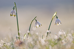 Leucojum vernum (Amaryllidaceae)  - Nivéole de printemps, Nivéole printanière - Spring Snowflake  [France] 05/03/2011 - 160m