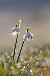 Leucojum vernum (Amaryllidaceae)  - Nivéole de printemps, Nivéole printanière - Spring Snowflake  [France] 05/03/2011 - 160m