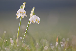 Leucojum vernum (Amaryllidaceae)  - Nivéole de printemps, Nivéole printanière - Spring Snowflake  [France] 05/03/2011 - 160m