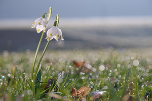 Leucojum vernum (Amaryllidaceae)  - Nivéole de printemps, Nivéole printanière - Spring Snowflake  [France] 05/03/2011 - 160m
