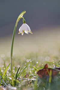 Leucojum vernum (Amaryllidaceae)  - Nivéole de printemps, Nivéole printanière - Spring Snowflake  [France] 05/03/2011 - 170m