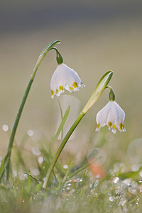 Leucojum vernum (Amaryllidaceae)  - Nivéole de printemps, Nivéole printanière - Spring Snowflake  [France] 05/03/2011 - 160m