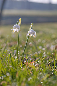 Leucojum vernum (Amaryllidaceae)  - Nivéole de printemps, Nivéole printanière - Spring Snowflake  [France] 05/03/2011 - 160m