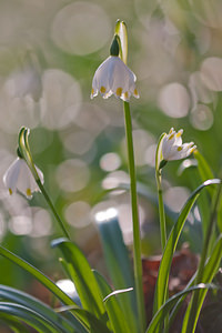 Leucojum vernum (Amaryllidaceae)  - Nivéole de printemps, Nivéole printanière - Spring Snowflake  [France] 05/03/2011 - 170m