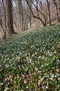 Leucojum vernum (Amaryllidaceae)  - Nivéole de printemps, Nivéole printanière - Spring Snowflake  [France] 05/03/2011 - 160m