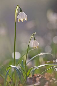 Leucojum vernum (Amaryllidaceae)  - Nivéole de printemps, Nivéole printanière - Spring Snowflake  [France] 05/03/2011 - 170m