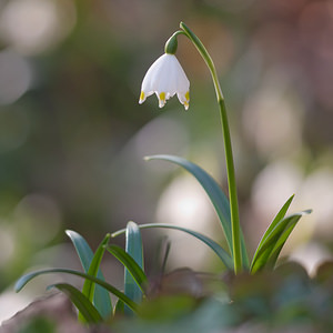 Leucojum vernum (Amaryllidaceae)  - Nivéole de printemps, Nivéole printanière - Spring Snowflake  [France] 05/03/2011 - 160m