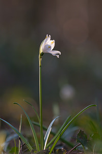 Leucojum vernum (Amaryllidaceae)  - Nivéole de printemps, Nivéole printanière - Spring Snowflake  [France] 06/03/2011 - 170m