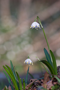 Leucojum vernum (Amaryllidaceae)  - Nivéole de printemps, Nivéole printanière - Spring Snowflake  [France] 06/03/2011 - 170m
