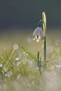 Leucojum vernum (Amaryllidaceae)  - Nivéole de printemps, Nivéole printanière - Spring Snowflake  [France] 06/03/2011 - 160m