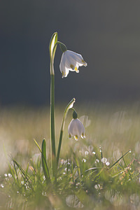 Leucojum vernum (Amaryllidaceae)  - Nivéole de printemps, Nivéole printanière - Spring Snowflake  [France] 06/03/2011 - 160m