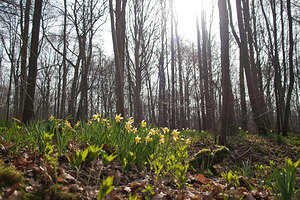 Narcissus pseudonarcissus (Amaryllidaceae)  - Narcisse faux narcisse, Jonquille des bois, Jonquille, Narcisse trompette Pas-de-Calais [France] 12/03/2011 - 100m