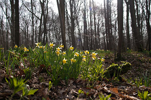 Narcissus pseudonarcissus (Amaryllidaceae)  - Narcisse faux narcisse, Jonquille des bois, Jonquille, Narcisse trompette Pas-de-Calais [France] 12/03/2011 - 100m