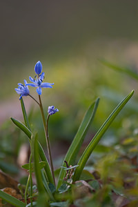 Scilla bifolia (Asparagaceae)  - Scille à deux feuilles, Étoile bleue - Alpine Squill Nord [France] 20/03/2011 - 60m