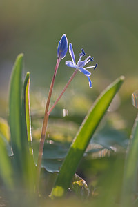 Scilla bifolia (Asparagaceae)  - Scille à deux feuilles, Étoile bleue - Alpine Squill Nord [France] 20/03/2011 - 60m