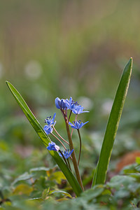 Scilla bifolia (Asparagaceae)  - Scille à deux feuilles, Étoile bleue - Alpine Squill Nord [France] 20/03/2011 - 60m