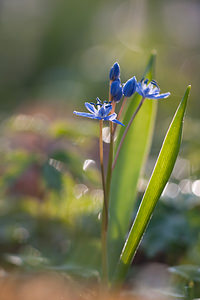 Scilla bifolia (Asparagaceae)  - Scille à deux feuilles, Étoile bleue - Alpine Squill Nord [France] 20/03/2011 - 60m