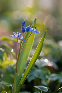 Scilla bifolia (Asparagaceae)  - Scille à deux feuilles, Étoile bleue - Alpine Squill Nord [France] 20/03/2011 - 60m