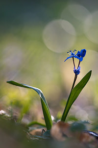 Scilla bifolia (Asparagaceae)  - Scille à deux feuilles, Étoile bleue - Alpine Squill Nord [France] 20/03/2011 - 60m