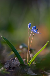 Scilla bifolia (Asparagaceae)  - Scille à deux feuilles, Étoile bleue - Alpine Squill Nord [France] 20/03/2011 - 60m