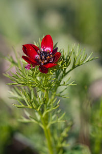 Adonis annua (Ranunculaceae)  - Adonis annuel, Adonis d'automne, Goutte-de-sang - Pheasant's-eye Erdialdea / Zona Media [Espagne] 27/04/2011 - 350m