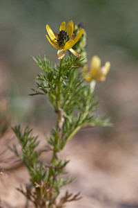 Adonis microcarpa (Ranunculaceae)  - Adonis à petits fruits Erribera / Ribera [Espagne] 28/04/2011 - 360m