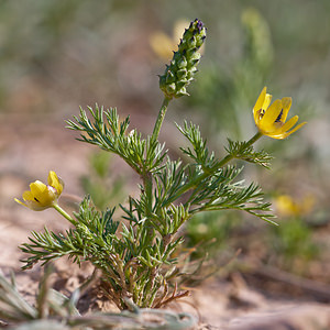 Adonis microcarpa (Ranunculaceae)  - Adonis à petits fruits Erribera / Ribera [Espagne] 28/04/2011 - 360m