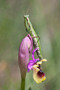 Ameles picteti (Mantidae)  Erdialdea / Zona Media [Espagne] 27/04/2011 - 500m