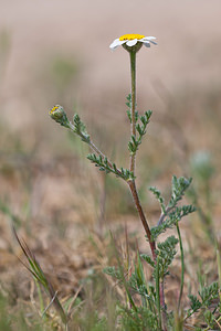 Anacyclus clavatus (Asteraceae)  - Anthémide en massue Cinco Villas [Espagne] 30/04/2011 - 540m