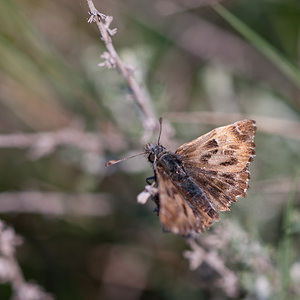 Carcharodus alceae (Hesperiidae)  - Hespérie de l'Alcée, Hespérie de la Passe-Rose, Grisette, Hespérie de la Guimauve, Hespérie de la Mauve - Mallow Skipper Erdialdea / Zona Media [Espagne] 27/04/2011 - 530m