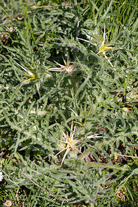 Centaurea calcitrapa (Asteraceae)  - Centaurée chausse-trape, Centaurée chausse-trappe - Red Star-thistle Erdialdea / Zona Media [Espagne] 27/04/2011 - 500m