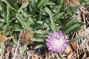 Centaurea linifolia (Asteraceae)  - Centaurée à feuilles de lin Cinco Villas [Espagne] 30/04/2011 - 530m