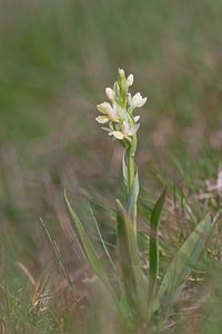 Dactylorhiza insularis (Orchidaceae)  - Orchis de Corse, Dactylorhize de Corse Metropolialdea / Area Metropolitana [Espagne] 26/04/2011 - 970m