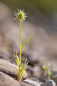 Echinaria capitata (Poaceae)  - Échinaire à têtes, Échinaire en tête Erdialdea / Zona Media [Espagne] 29/04/2011 - 390m