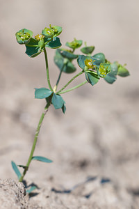 Euphorbia minuta (Euphorbiaceae)  Erdialdea / Zona Media [Espagne] 27/04/2011 - 500mEnd?mique du centre et de l'est de l'Espagne