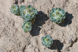 Filago congesta (Asteraceae)  - Cotonnière dense Erribera / Ribera [Espagne] 29/04/2011 - 340m