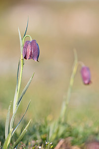 Fritillaria pyrenaica (Liliaceae)  - Fritillaire des Pyrénées, Fritillaire noire - Pyrenean Snake's-head Metropolialdea / Area Metropolitana [Espagne] 26/04/2011 - 1020m