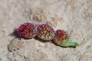 Hedysarum boveanum subsp. europaeum (Fabaceae)  - Hédysarum d'Europe, Sainfoin humble, Sainfoin d'Europe Erribera / Ribera [Espagne] 29/04/2011 - 360m