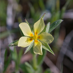 Helianthemum salicifolium (Cistaceae)  - Hélianthème à feuilles de saule Erdialdea / Zona Media [Espagne] 27/04/2011 - 520m