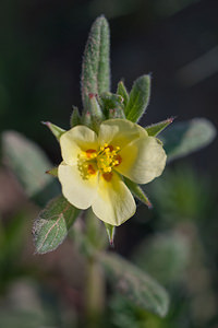 Helianthemum salicifolium (Cistaceae)  - Hélianthème à feuilles de saule Erdialdea / Zona Media [Espagne] 27/04/2011 - 520m