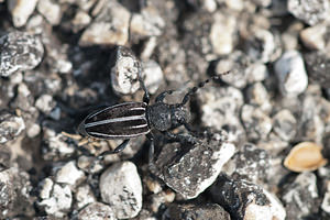 Iberodorcadion fuliginator meridionale (Cerambycidae)  Metropolialdea / Area Metropolitana [Espagne] 26/04/2011 - 980m