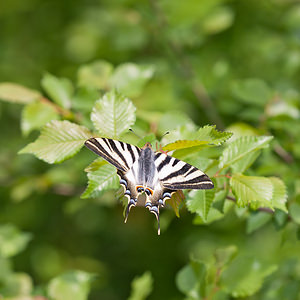 Iphiclides feisthamelii (Papilionidae)  - Voilier blanc, Flambé mérodional, Flambé du Roussillon Irunerria / Comarca de Pamplona [Espagne] 26/04/2011 - 450m