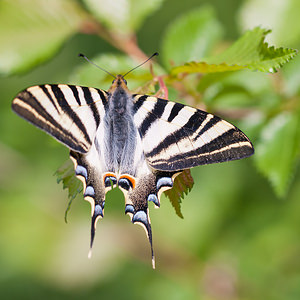 Iphiclides feisthamelii (Papilionidae)  - Voilier blanc, Flambé mérodional, Flambé du Roussillon Irunerria / Comarca de Pamplona [Espagne] 26/04/2011 - 450m