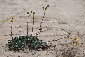 Jacobaea auricula (Asteraceae)  Erribera / Ribera [Espagne] 29/04/2011 - 350m