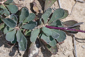 Jacobaea auricula (Asteraceae)  Erribera / Ribera [Espagne] 29/04/2011 - 350m