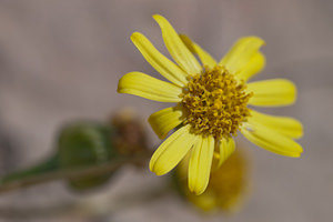 Jacobaea auricula (Asteraceae)  Erribera / Ribera [Espagne] 29/04/2011 - 350m