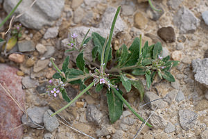 Malcolmia africana (Brassicaceae)  - Malcolmie d'Afrique, Julienne d'Afrique Erribera / Ribera [Espagne] 29/04/2011 - 340m